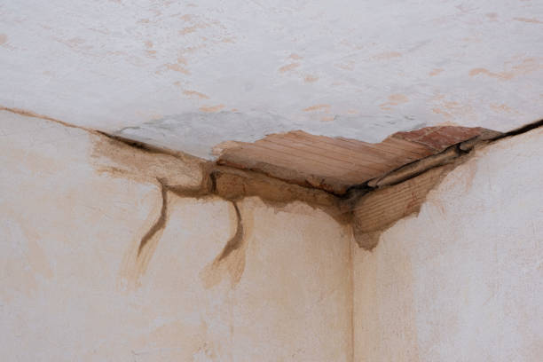 Best Professional water damage repair  in Urania, LA