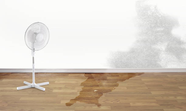Best Flood damage cleanup  in Urania, LA