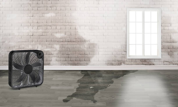 Best Basement water damage restoration  in Urania, LA
