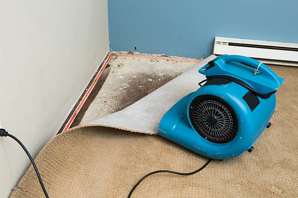 Best Water damage cleanup near me  in Urania, LA